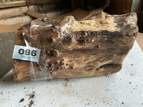 Pippy yew wood - yew, wood,burr