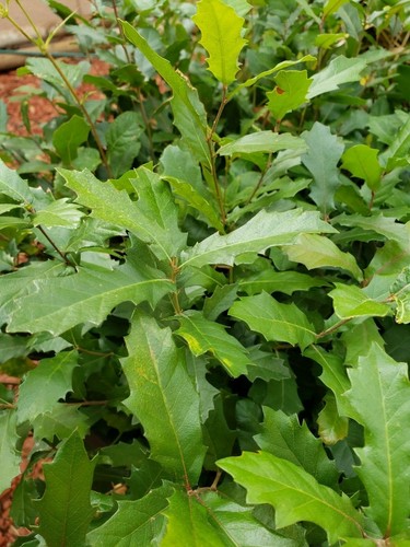 Quercus ilex holly - acorns),
