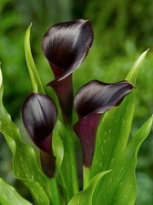 Pretty  Calla Lily Imported