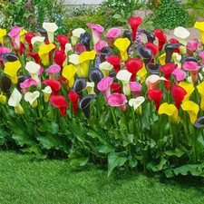 5 Calla Mixed Colours Arum Zantedeschia Lily Lilies Summer Flower Garden Bulbs