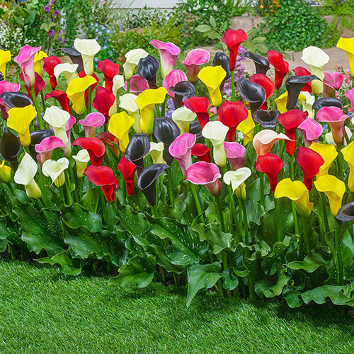 Calla mixed colours arum - calla,