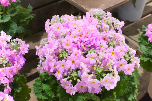 100 pink fairy primrose - fairy,