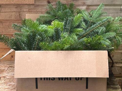 Fresh christmas tree foliage - christmas,