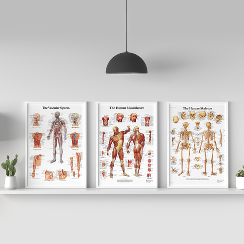 Human body anatomy muscle - anatomy,