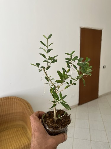 Olive bonsai mame 6 plants - olive,