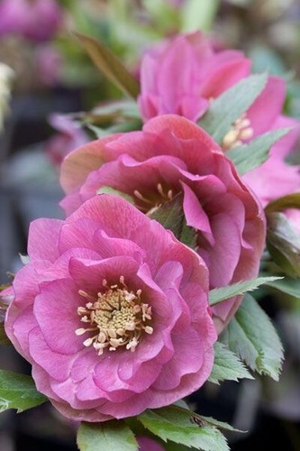 Helleborus pink double - double,