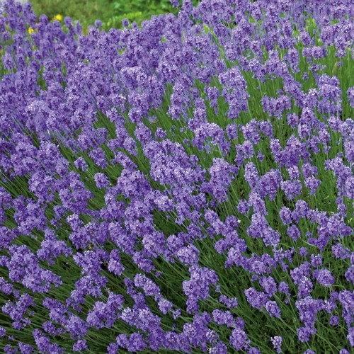 Lavender hidcote blue - lavender, rhs