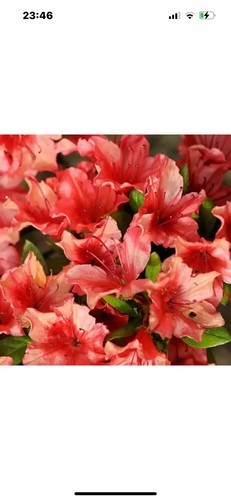 Azalea japonica geisha - japonica, orange