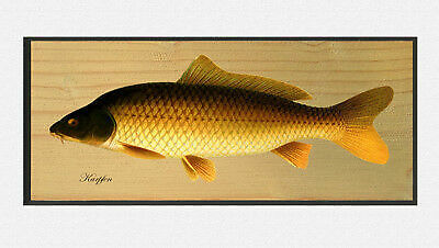 Carp lusatia race - lusatia,
