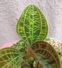 Rare Macodes petola / Jewell