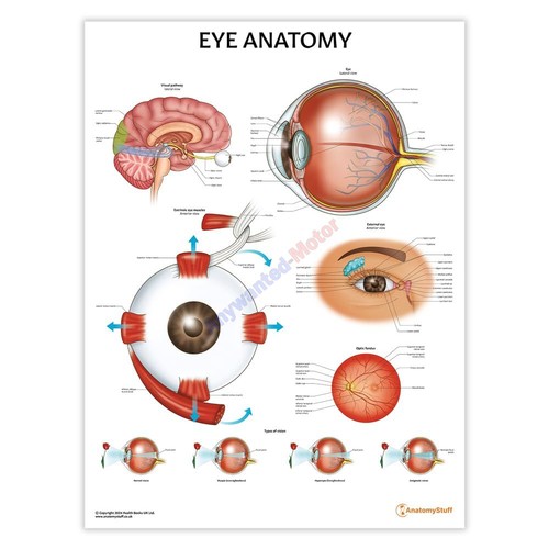 New eye anatomy - new, poster,