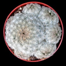 Mammillaria Plumosa Feather Cactus 8.5 cm pot. Soft, delicate white spines