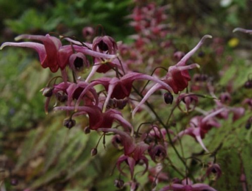 100 seeds epimedium pink elf - epimedium,