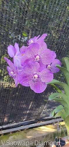 Rare vanda saowapa diamond - vanda,
