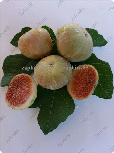 Smyrneiki fig live - x, “smyrneiki”