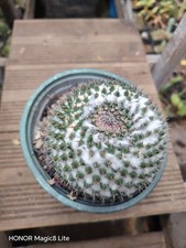 Mammillaria Hahniana Ball