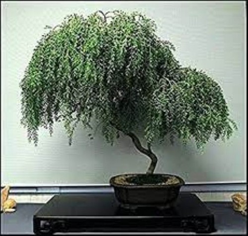 Weeping tea tree rare - tea, tree!