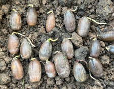 10x English Common Oak Acorns Seeds Sprouting/Germinating Quercus Robur Majestic