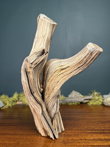 Manzanita driftwood - 11”,