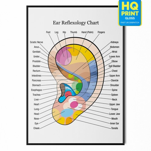 Ear reflexology colour coded - ear,