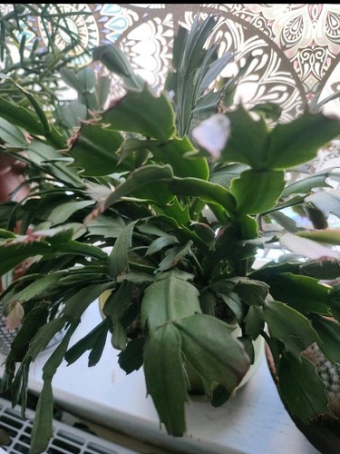 Unrooted pink christmas - ,