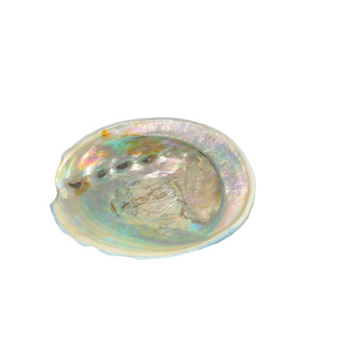 Abalone shell 8cm - abalone,