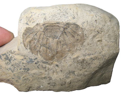 Silurian rochester shale - silurian,
