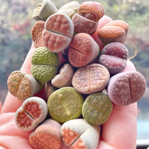 Single head lithops living - lithops,,