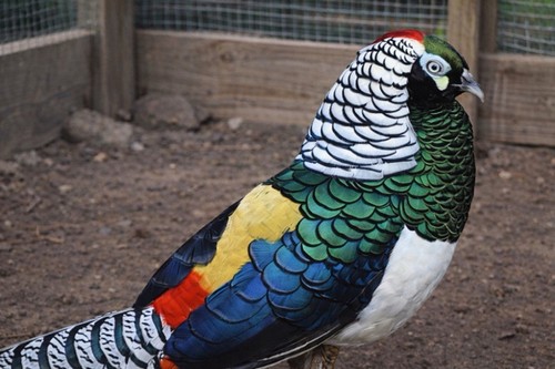 Lady amherest pheasant - amherest,