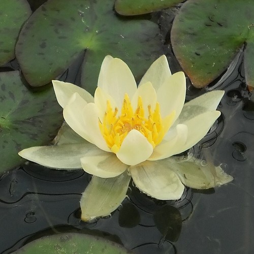 Nymphaea pygmaea helvola - nymphaea, "pygmaea