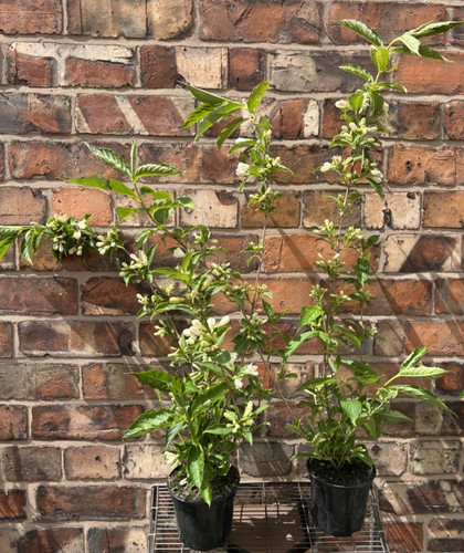 Large weigela candida - large,