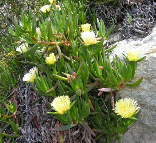 Carpobrotus edulis 3 plants - -,