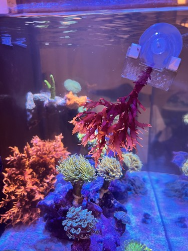 Dragon breath macroalgae - dragon's,