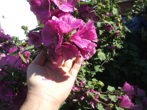 Pink lavatera bredon springs - lavatera,