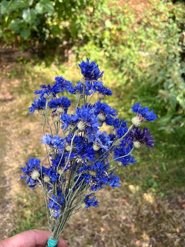 Dried cornflowers stems in - stems,