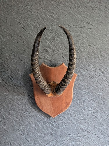 Taxidermy