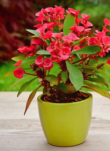 Euphorbia milii vulcanus - euphorbia,
