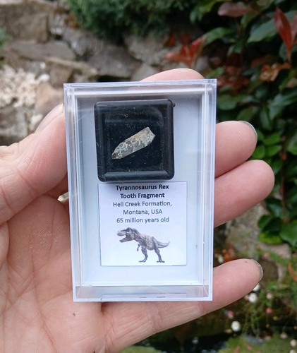 Genuine rare tyrannosaurus rex - rare,
