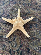 Large Natural Dried Knobby