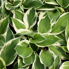 Hosta 'Minute Man' Herbaceous Perennial Hardy Plant In 9cm Pot