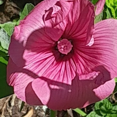 Large ruby regis - 3,