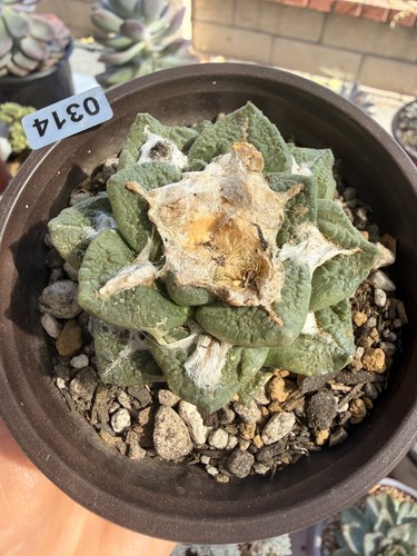 Ariocarpus retusus cactus - ariocarpus,