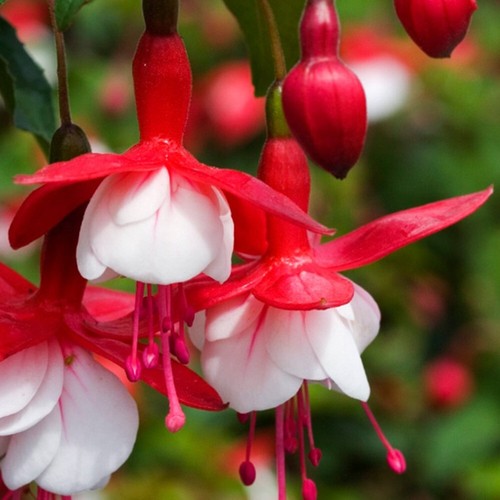 Fuchsia snowcap 3lt pot - snowcap,