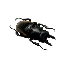 Black Brown Stag Beetle