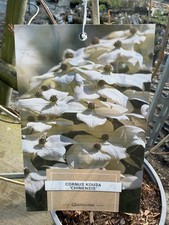 Cornus kousa chinesis - chinesis, 2l