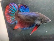 Premium Live Betta Fish : (Champion Bloodline) Siam Combat Betta