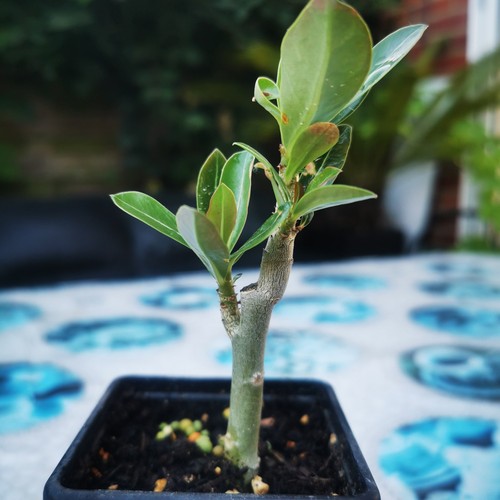 Adenium obesum desert rose - obesum,