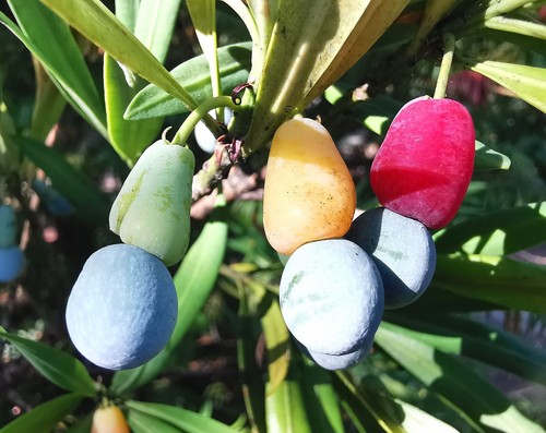 Podocarpus macrophyllus