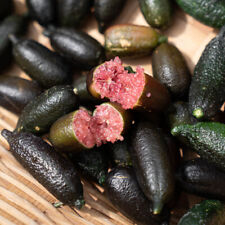 Citrus 'Pink Caviar Lime' Tree, Established Plant in 4L Pot, Approx. 60-90cm