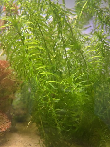 Elodea densa bunch - elodea,